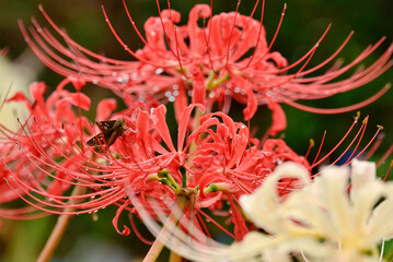 雨の中の彼岸花とセセリチョウ