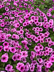 Pink blooms on the spring garden