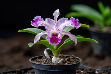 A striking purple fringed orchid blooms in a black plastic pot, surrounded by rich soil. The delicate petals and intricate details stand out against a dark, blurred background.  
