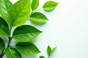 Fototapeta premium Green citrus leaves with intricate veins on a pristine white surface, fresh citrus green leaves on white background, citrus leaves, elegant