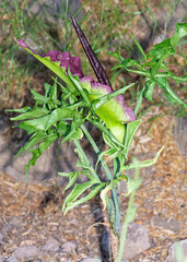 wild flowers grown in rural areas