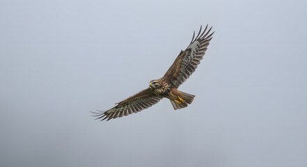 Obraz premium red tailed hawk buteo