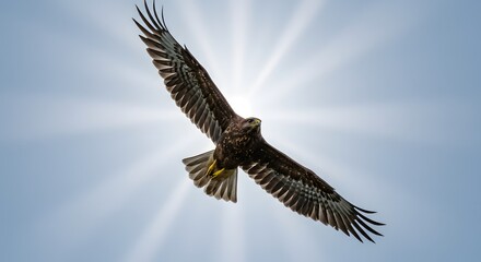 Fototapeta premium red tailed hawk buteo