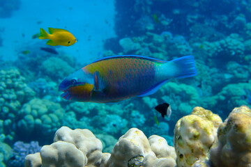 Daisy parrotfish or bullethead parrotfish (Chlorurus sordidus) undersea, Red Sea, Egypt, Sharm El Sheikh, Montazah Bay