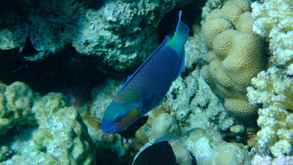 Daisy parrotfish or bullethead parrotfish (Chlorurus sordidus) undersea, Red Sea, Egypt, Sharm El Sheikh, Montazah Bay