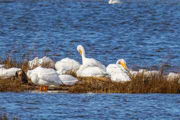Photo of white pelicans within the Pea Island National Wildlife Refuge