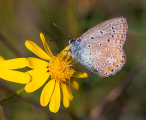 polyommatus icarus common blue butterfly on a senecio inaequidens or narrow-leaved ragwort