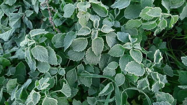 Top view of white dead-nettle stems covered with hoarfrost