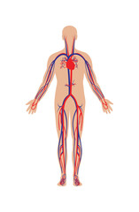 Circulatory system for human body vector illustration