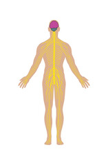 Nervous system for human body vector illustration
