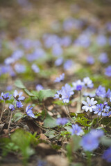 A bunch of primroses on the lawn. Fresh wild blue snowdrops in the forest. Spring mood. The beginning of spring