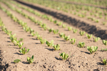 Young salad leaves grow in the field. Vegetable rows, agriculture. Landscape with agricultural lands.