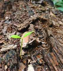 Seedlings growing on old logs, growth, new life