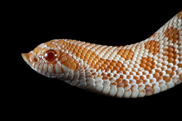Closeup head Albino Western hognose snakes isolated on black bacground