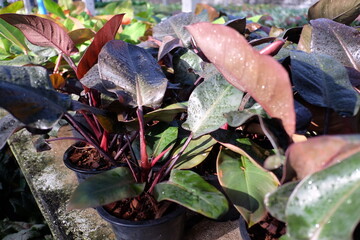 Philodendron 'Black Cardinal' with striking dark red/burgundy new growth, contrasting with mature green leaves. Potted houseplant.