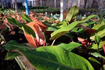 Philodendron erubescens plants with vibrant red new growth in a commercial greenhouse. Tropical...
