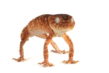 Centralian rough knob-tail gecko (Nephrurus amyae) isolated on white background, Nephrurus amyae or centralian rough knob-tailed gecko isolated on white background