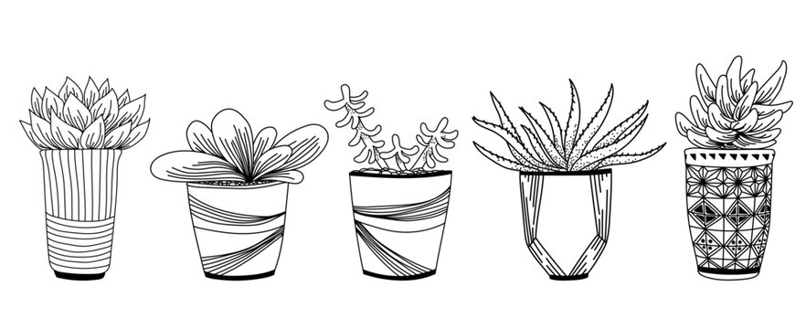 Vector ink  illustration with home plants in pots. Hand drawn ink vector illustration.