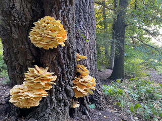 Bright wood fungus Laetiporus sulphureus (Laetiporus sulphureus) on the bark of an old oak tree in the forest