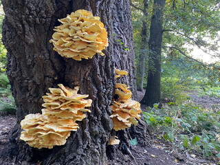 Bright wood fungus Laetiporus sulphureus (Laetiporus sulphureus) on the bark of an old oak tree in the forest