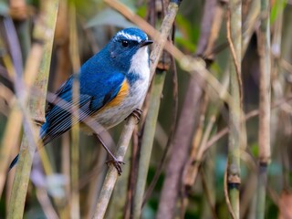 森の中で竹林から周りを見渡しているルリビタキの雄