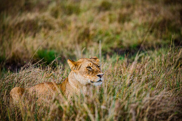 Obraz premium lioness in serengeti national park