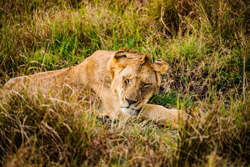 lioness in the grass