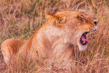 lion cub in the grass