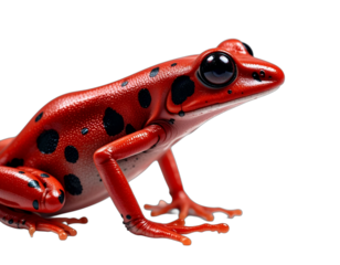 red poison dart frog
