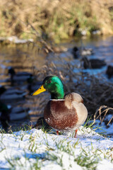 ducks looking for food in winter