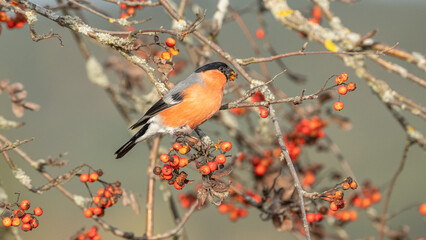seitliche Nahaufnahme eines Gimpels (Pyrrhula pyrrhula) der im Baum sitzt und eine Vogelbeere frisst