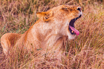 lion in the wild
