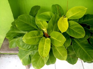 Philodendron (Philodendron sp. Ruaysap) is three subgenera within the genus Philodendron....