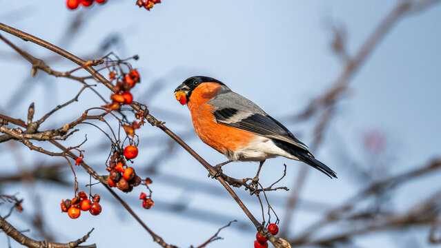 seitliche Nahaufnahme eines Gimpels (Pyrrhula pyrrhula) der im Herbst die orangen Fr&uuml;chte eine Vogelbeere frisst