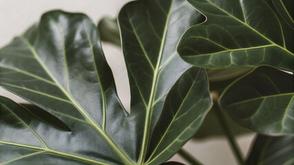 Close-up of green leaves with natural colors and soft shadows, professionally photographed for use in wallpapers, wall art, or botanical designs