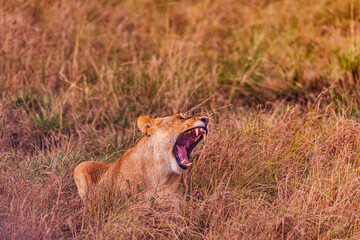 lioness in serengeti national park