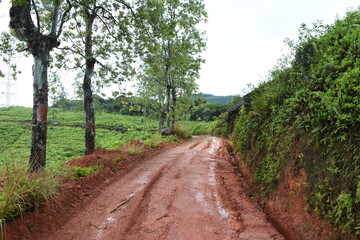 Fototapeta premium path in the woods