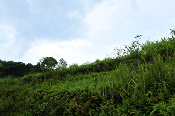 Fototapeta premium green grass and blue sky