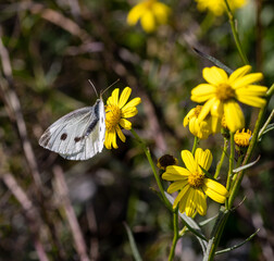 pieris rapae small cabbage white butterfly on a senecio inaequidens or narrow-leaved ragwort