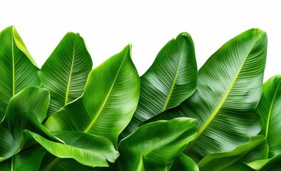 Fototapeta premium Fresh Green Banana Leaves Isolated on White Background