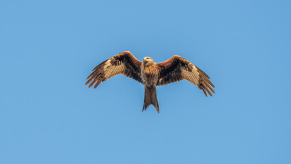 Nahaufnahme eines Rotmilan (Milvus milvus) fliegt mit angewinkelten Flügeln und sieht nach unten