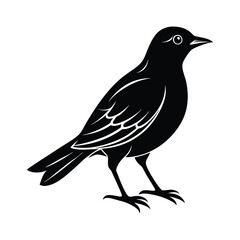 bird silhouette isolated on white background