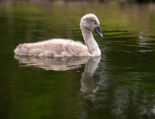 Young sleeping cygnet on water