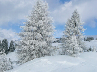 abeti ghiacciati ad Arabba in veneto