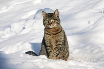 un bel gatto europeo tigrato nella neve