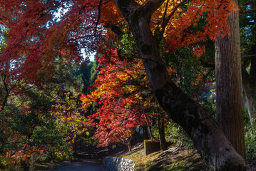 晴れた日の美しい紅葉の風景　滋賀県大津市皇子が丘公園