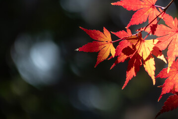 晴れた日の美しい紅葉の風景　滋賀県大津市皇子が丘公園