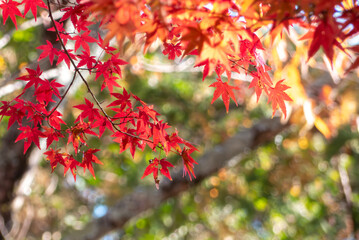 晴れた日の美しい紅葉の風景　滋賀県大津市皇子が丘公園