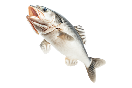 White fish with cod detailed scales, open mouth, and fins isolated on white transparent background, concept of marine wildlife.