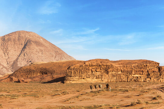 cammelli nel Wadi Rum, il deserto rosso in Giordania